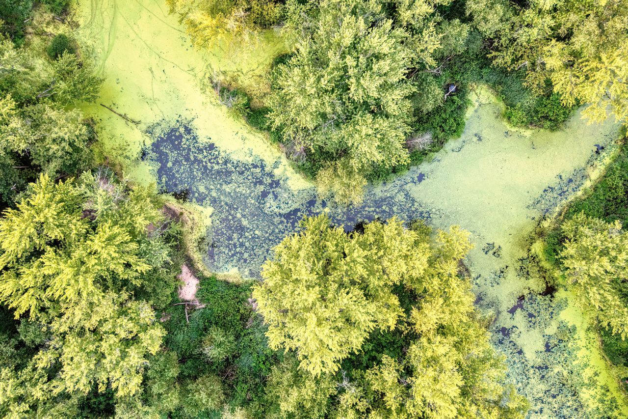 Aerial view of lush greenery and vibrant water body in Nelson, Wisconsin, showcasing natural beauty.